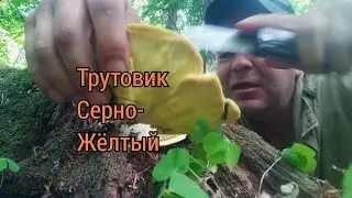 ТСЖ - трутовик серно-жёлтый, уже найден.19.05.2024. Минский район. Беларусь.