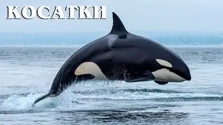 Killer whale: 