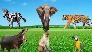 Wild Animal Sounds - Tiger, Elephant, Zebra, Hippopotamus, Parrot, Monkey - Animal World