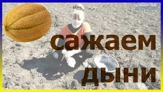 Дыни посадка выращивание уход семена. Как вырастить дыни. Посадка дынь