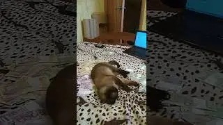 Кот балдеет не по-детски 😃 Красивый сиамский котик