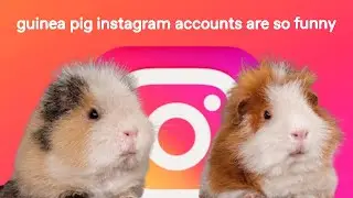 Guinea pig instagram accounts