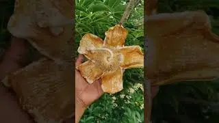 kalpvriksh flower 