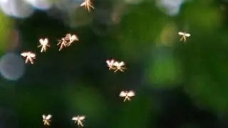 University Lecturer Claims to Have Photographed Tiny Fairies Flying in English Countryside