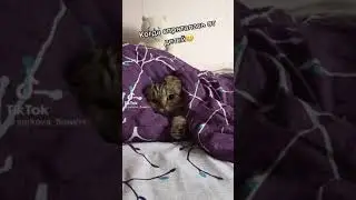 котика вытащили из под одеяла 