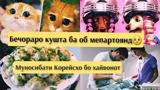 Бечораро кушта ба об мепартоянд😥/Муносибати Корейсхо бо хайвонот