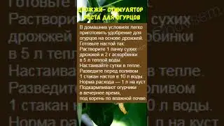 #НАТУРАЛЬНЫЙ СТИМУЛЯТОР РОСТА ДЛЯ ОГУРЦОВ#shorts