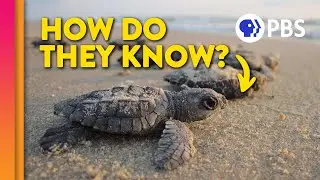 How Baby Sea Turtles Find Their Way Home