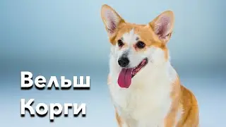 Про породу Корги - рассказывают владельцы | UA DOG