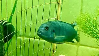 Опасные соседи псевдотрофеусы пиндани и чернополосые цихлазомы