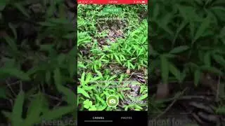 SEEK plant identification app demo review