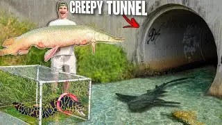 24 HOUR Tunnel Fish Trap Catches CANAL MONSTER...