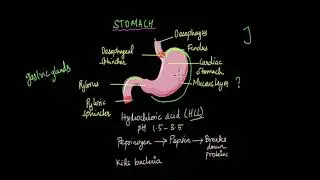 Mouth, Oesophagus and Stomach | Nutrition | Life Sciences | Khan Academy