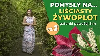 Jakie rośliny na żywopłot? cz.2. — Żywopłoty liściaste powyżej 3 m