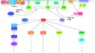 Difference Between CML and CLL