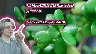 ПЕРЕСАДКА ДЕНЕЖНОГО ДЕРЕВА, ЧТОБS ДЕНЬГИ БЫЛИ | ДЕНЕЖНОЕ ДЕРЕВО ПЕРЕСАДКА