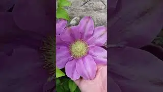 Клематис Пинк Бьюти Clematis Pink Beauty