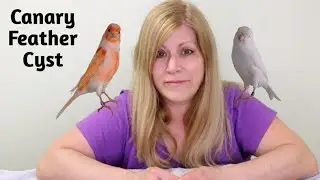 Canary Feather Cyst: Feather Cyst Removal