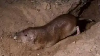 Pocket Gophers