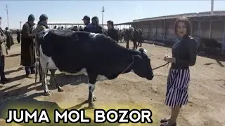 JUMA MOL BOZORI NARXLARI 15.08.2020