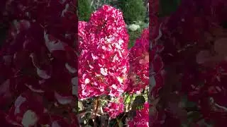 САМАРСКАЯ ЛИДИЯ. НЕВЕРОЯТНЫЙ ЦВЕТ!🌺