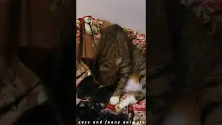 FUNNY ANIMALS CATS AND DOGS 2024😂😍