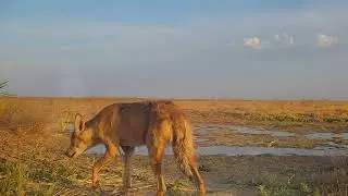 Волки, грифы, сайгаки. Степная жизнь.