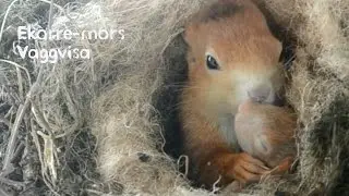 Ekorre-mors vaggvisa ~ Den Lilla Ekorren