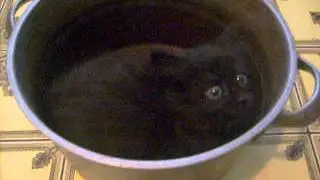 Котенок в кастрюле