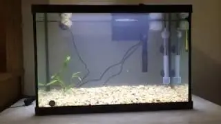 Setting Up My New 20 Gallon Planted Tank!