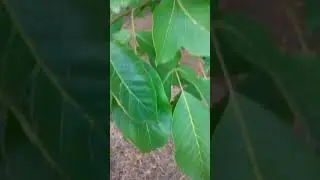 Walnuts Season