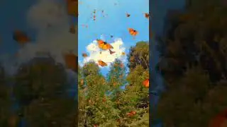 Добавь эту музыку себе в плейлист #deepmusic #wjrec #nature