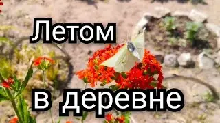 ОТДЫХ В ДЕРЕВНЕ! #природа #насекомые #шашлык #деревня