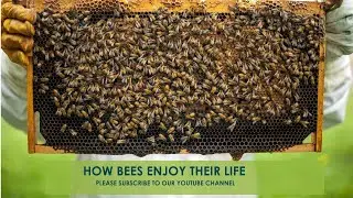 Discover How Bees Enjoy Their Life in a Buzzworthy Adventure