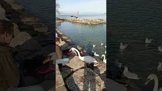 Birds of Geneva Lake|116 varieties of birds|Williams Bay|Delavan Inlet|Geneva|Switzerland #travel