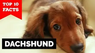 Dachshund - Top 10 Facts