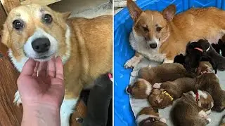 Corgi Mom Adopts Orphaned Pit Bull Puppies Like Her Babies