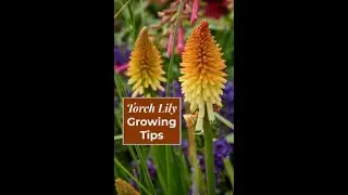 Torch Lily Growing Tips from a Pro | The Greater Des Moines Botanical Garden #summerflower