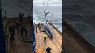Crew Harvesting Huge Marine Fish