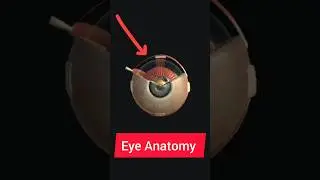 Eye Anatomy 3D #shortvideo #shortfeed #shorts #eyes