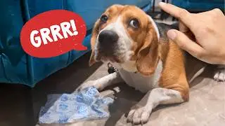 5 Ways to Prevent Aggression in Beagles (Before It Starts)