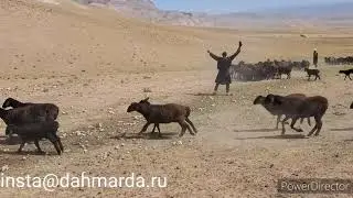 Гиссарские овцы и аборигенные САО Таджикистана саги дахмарда Ходжи Хола из Хонако, Гиссар