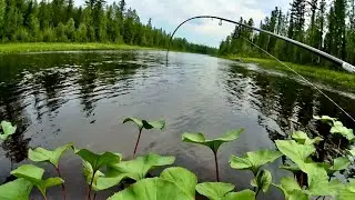 ОНА СТОЯЛА ЗА ТРАВОЙ, и я опустил приманку ей под нос. Рыбалка на реках Дельтула и Суринда