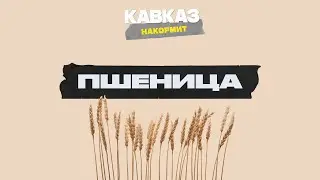 Кавказ накормит. Пшеница