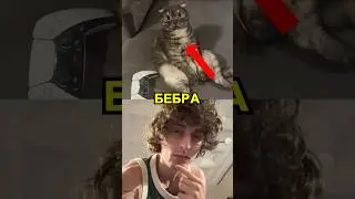 Это моя кошка Бебра. Часть 2.