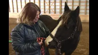 Horses helping Sask. people heal through equine-assisted learning