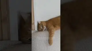 😂funny animal videos that i found for you #40😂