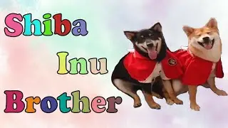 Shiba Inu Brothers Playing Together