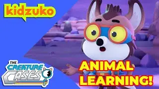 @CreatureCases - 🔎📚Animal Learning Adventures 📚🔎 | STEM | Compilation | @OctonautsandFriends