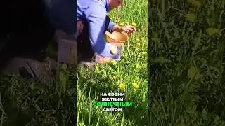 Сбор свежих одуванчивок для здоровья